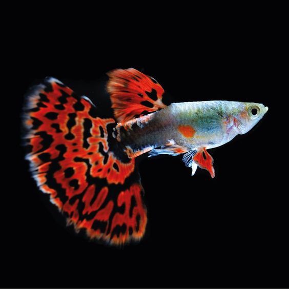 Guppy - акваріумна рибка
