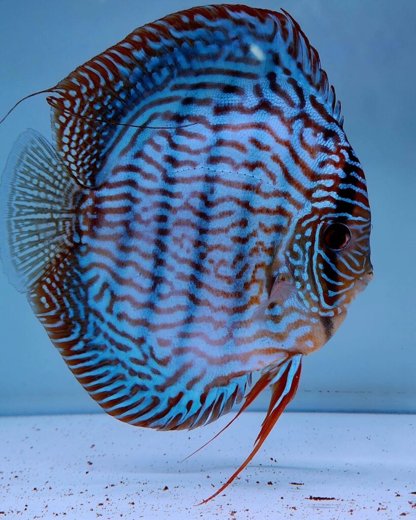 Дискус (Discus)
