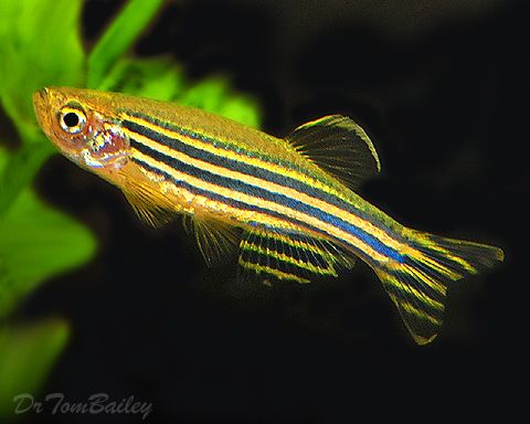 Danio Rerio