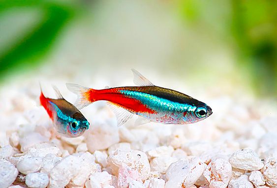 Photo Credit Pinterest @AquascapeArtist