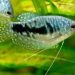 Gourami акваріумні рибки