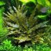 Cryptocoryne