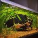 Vallisneria