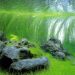 Eleocharis