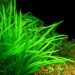 Sagittaria subulata