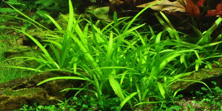 Sagittaria subulata