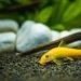 Pinterest @fishkeepingworld