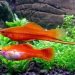 Swordtail Fish - Мечоносці Акваріумні рибки