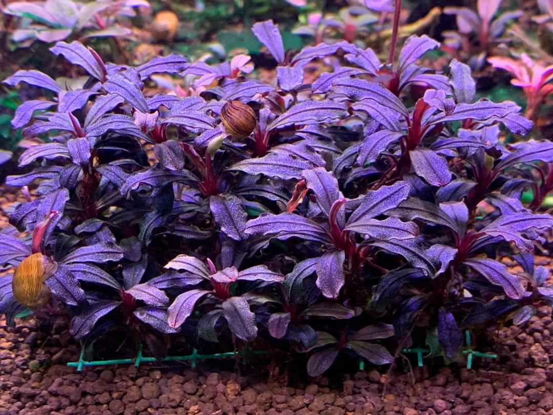 Букефалдра (Bucephalandra): капризна красуня з Борнео, яка зводить акваріумістів з розуму
