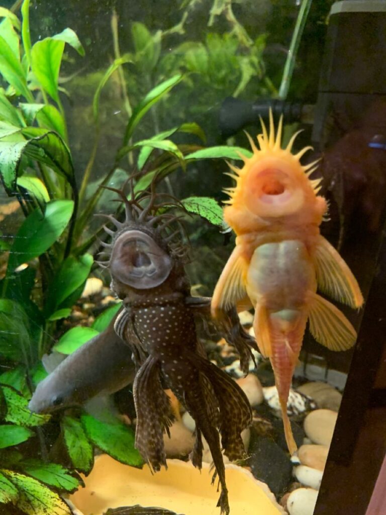 Скільки живуть акваріумні рибки: від гупі до арован — мій досвід і цифри